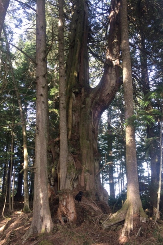 big_cedar_tree